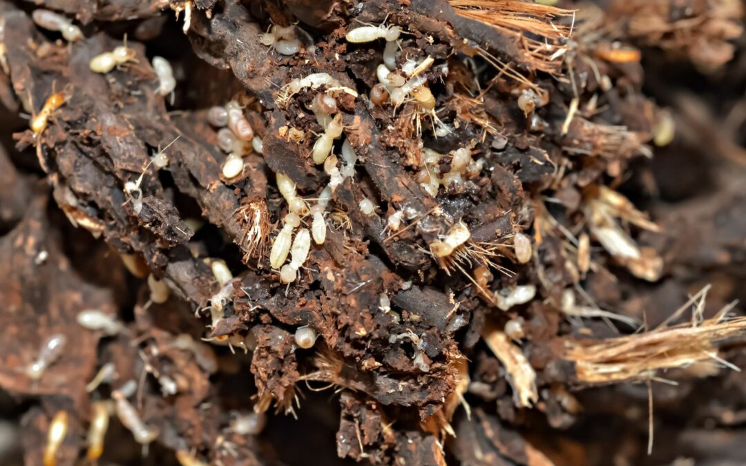 Identifying the Termites in Your South Carolina Backyard