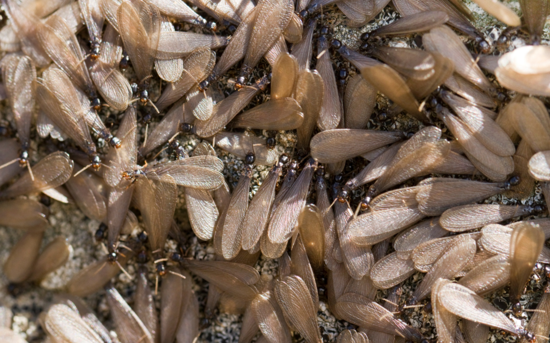 Recognizing the Signs of a Termite Infestation