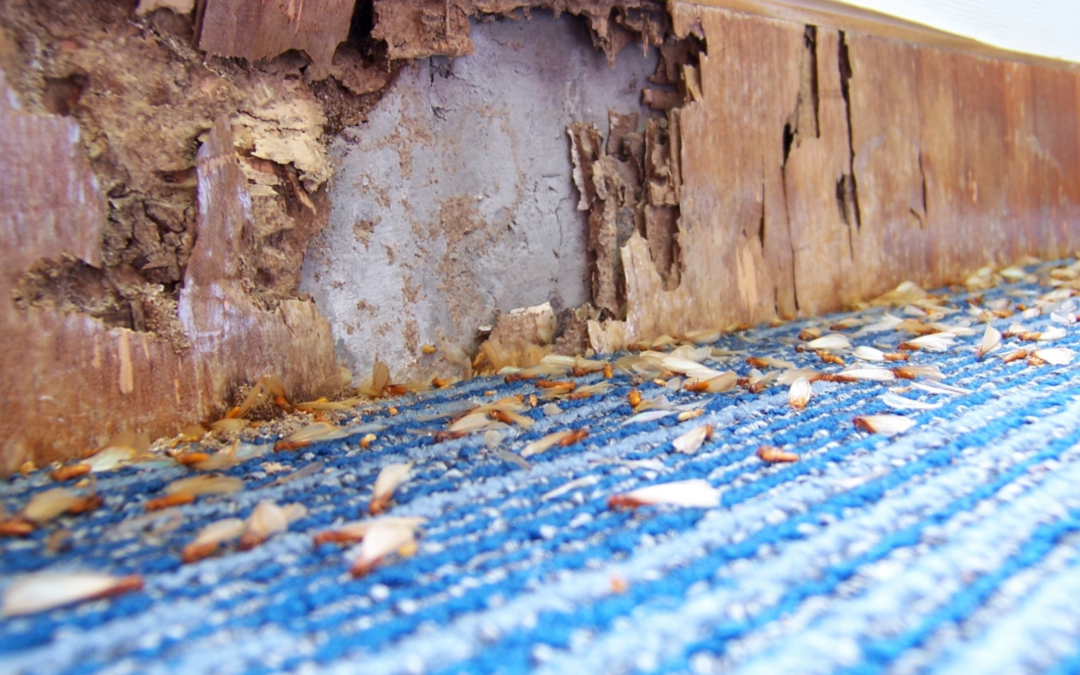 Termite Prevention: How to Protect Your Home
