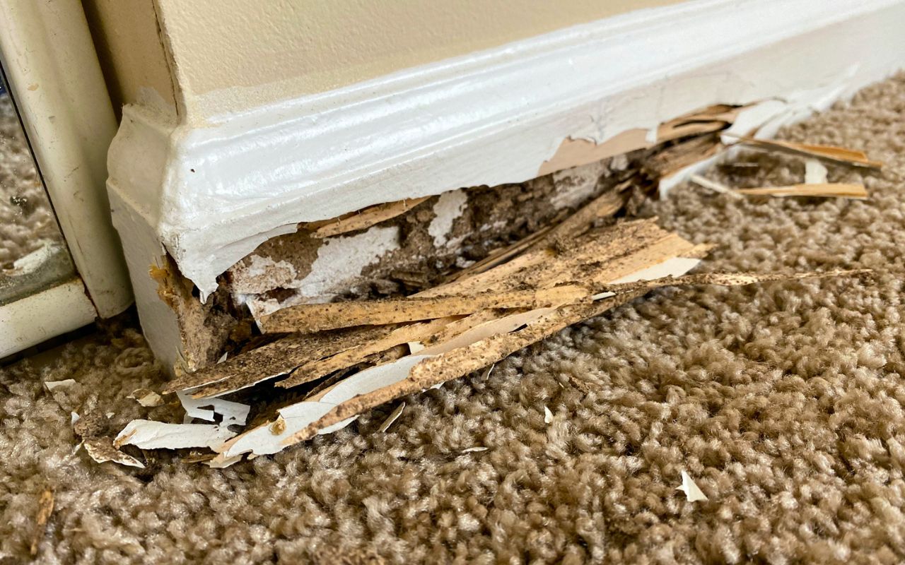 Termite damage on floorbaseboards.